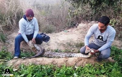 A 12-foot-long python that was rescued by experts of the Wildlife SOS from Agra on Jan 29, 2018. (Photo: IANS)