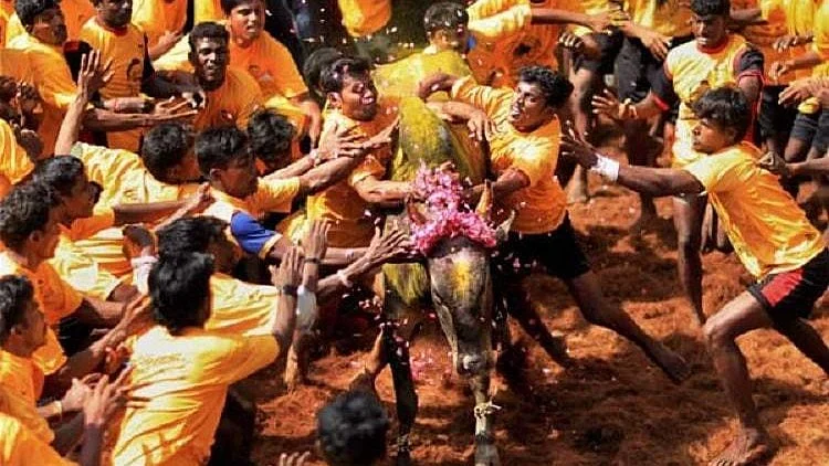 File image of a Jallikattu event.