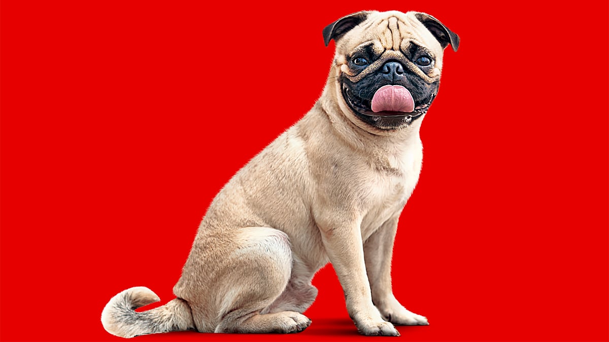 pug in hindi