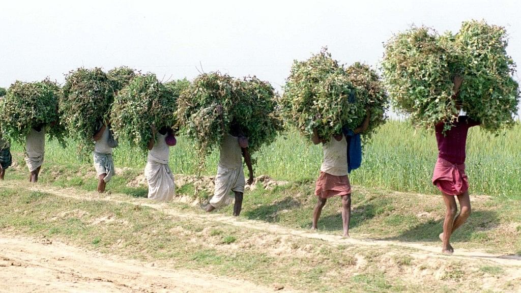 Representational image of Indian farmers.