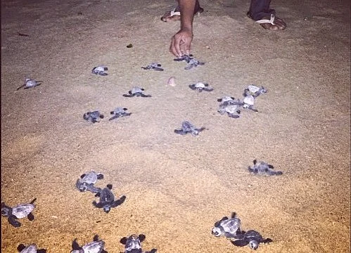 Every year, from January through May, volunteers protect the eggs and release the hatchlings back into the sea making sure they are not harmed in any way.