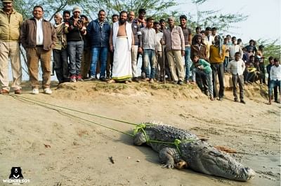Python, crocodile rescued in Agra
