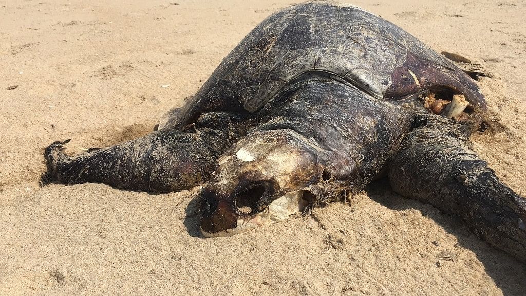 Over the past week, more than a hundred Oliver Ridley turtles have washed up dead on the beaches of Chennai, and many more are believed to be floating dead on the Bay of Bengal.
