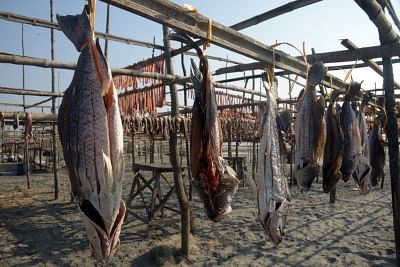 KUAKATA, Jan. 7, 2018 (Xinhua) -- Fish are dried in the sun at Kuakata in southeast Bangladesh