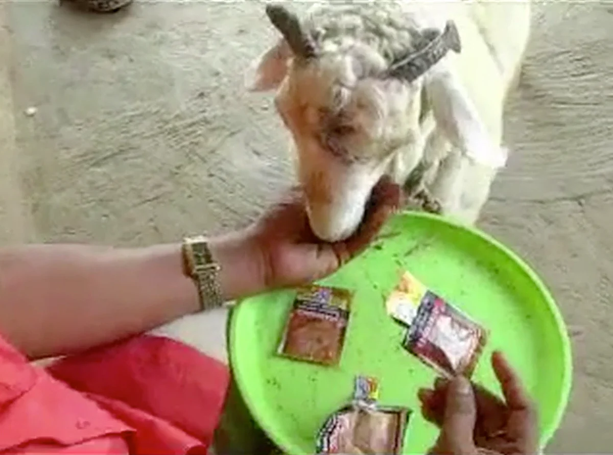 Sheep chewing tobacco