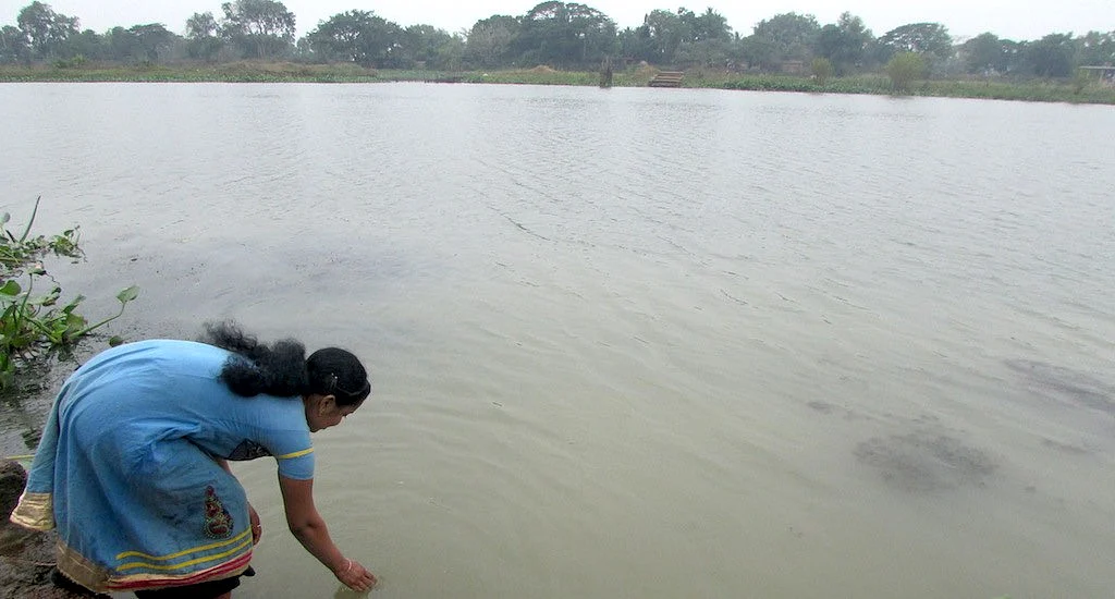 The pond water is made safe for consumption through pond sand filtration units. 