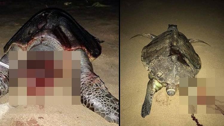 100 Olive Ridley Turtles Dead Along TN Coast & It May Get Worse
