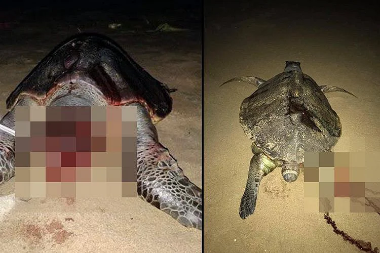 The plight of Olive Ridley turtles doesn’t seem to end.