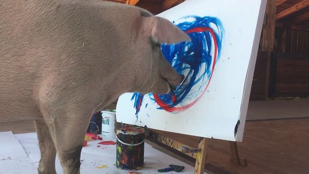 Pigcasso’s penchant for art came to the fore after the beast was rescued from a slaughterhouse in South Africa.&nbsp;