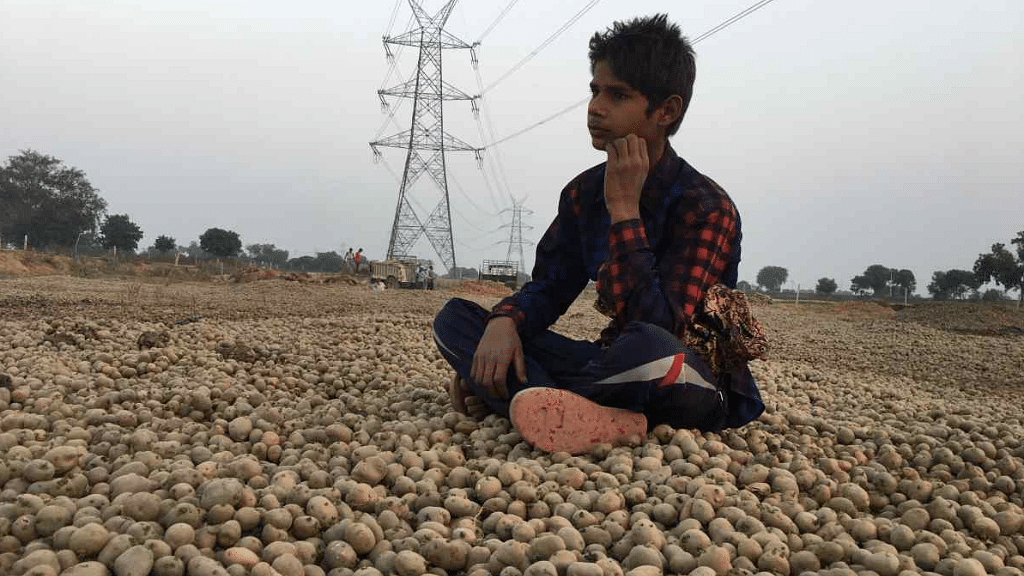 According to Kisan Shakti Sangathan, Aligarh, Mathura, Hathras, Agra, Firozabad, Etah, Etawah, Mainpuri, Kannauj and Farrukhabad account for around 20 percent of potato production.