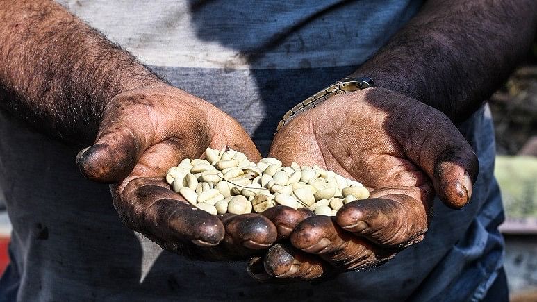 A Nepali farmer holds locally grown coffee beans in his hands.