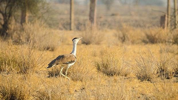 With its distinctive bare, powerful legs, the dead great Indian bustard is believed to be alive worldwide.