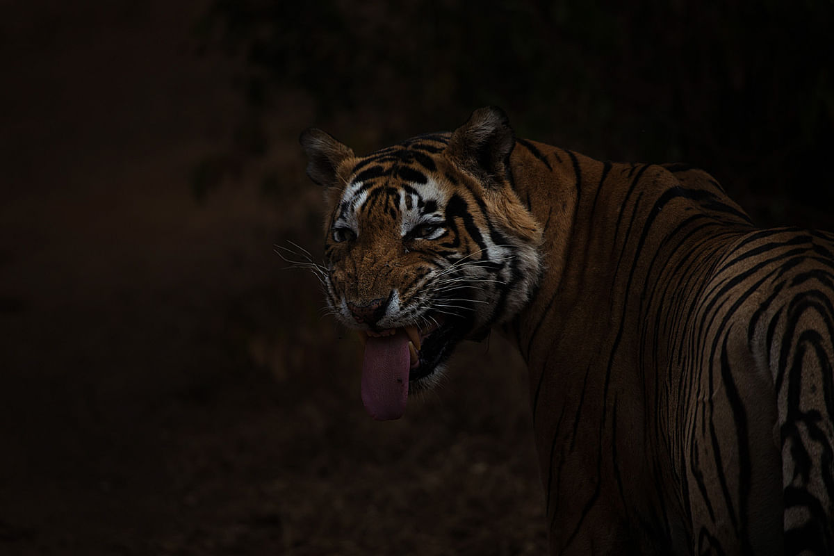 12 years ago, all tigers had been poached in Sariska. Now, the park has 14 big cats, thanks to one ranger’s efforts.