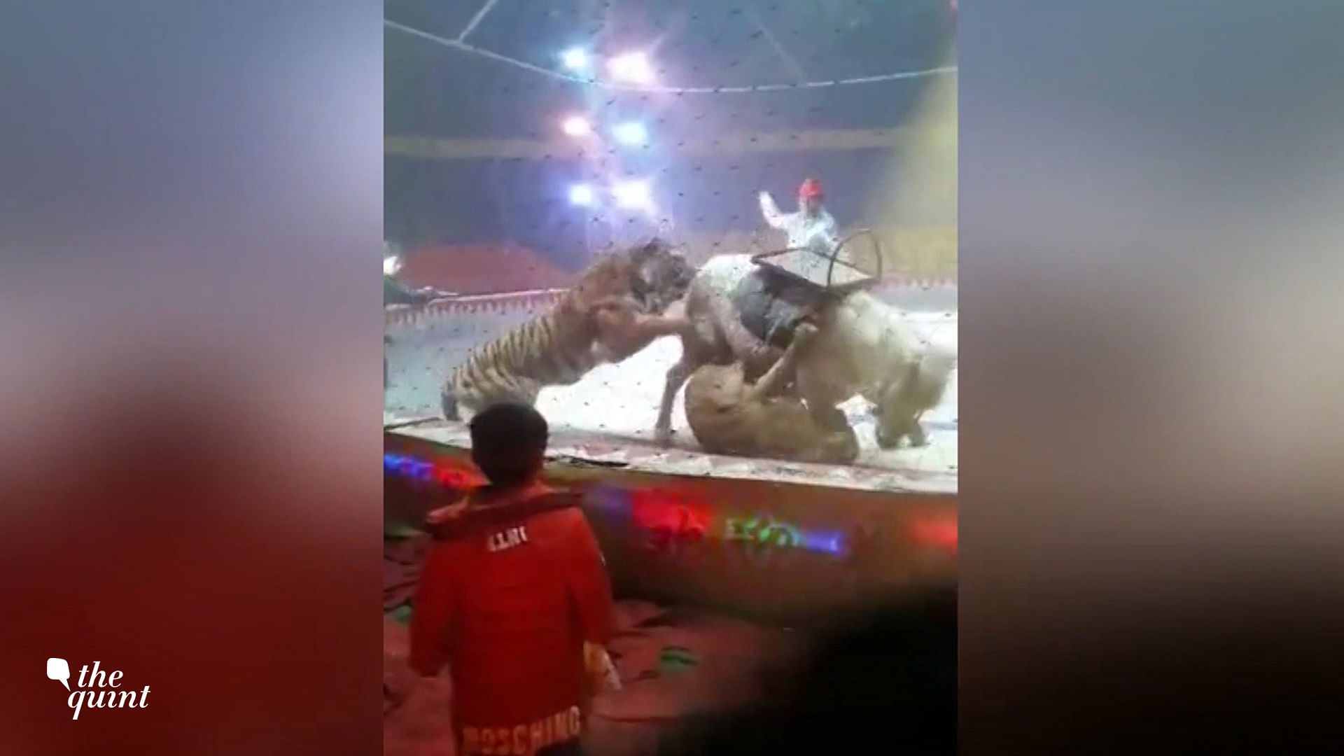A tiger and a lion mauling a horse during circus rehearsals.