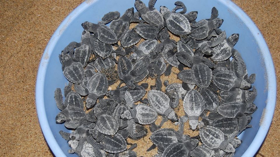 Since the nesting season began in January, over 100 dead Olive Ridley turtles have been found on the Chennai coast.