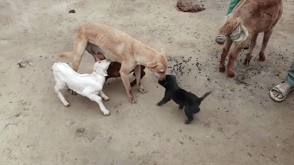 Female dog feeds two baby goats