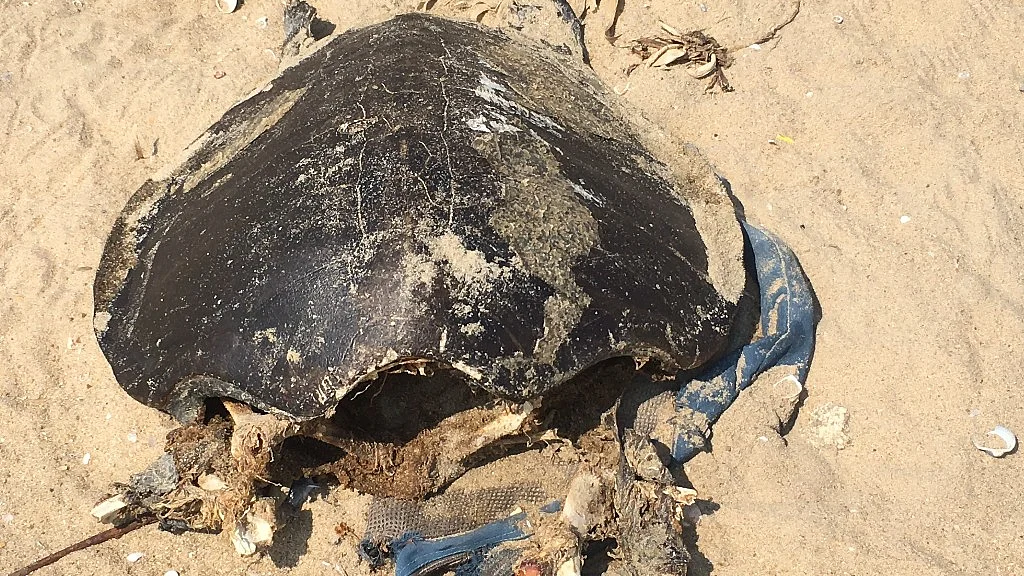 Carcasses of dead turtles lay on the Chennai coast.
