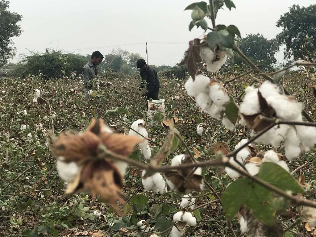 From Farm to Market: A Crisis Looms In Modi’s Home State