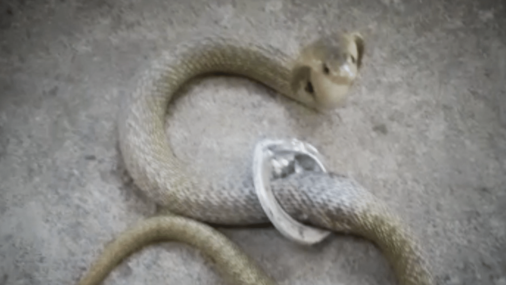 The snake got stuck in the steel mesh while escaping from the drainage outlet