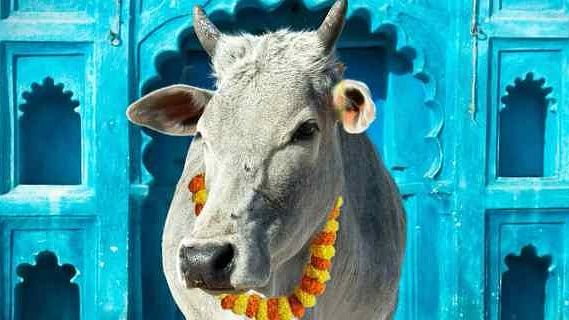<div class="paragraphs"><p>Denying bail to an individual charged for offences under the Prevention of Cow Slaughter Act in Uttar Pradesh, the Allahabad High Court, on Wednesday, 1 September, said that the government should bring in a bill for fundamental rights for cows.</p></div>