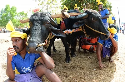 Bengaluru: People demonstration to press for lifting of ban on Kambala - a traditional sport in which water buffaloes are made to race down a track filled with mud and water in Bengaluru, on Jan 28, 2017. (Photo: IANS)