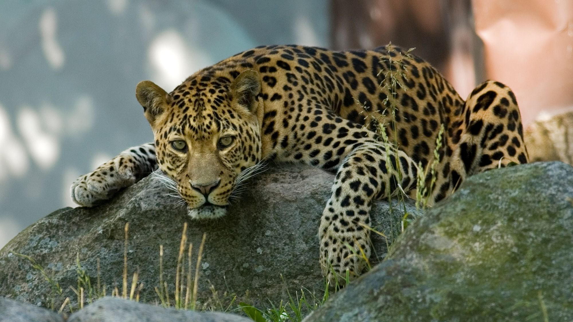 A leopard was killed after it found its way into a village, injuring three people and causing panic.
