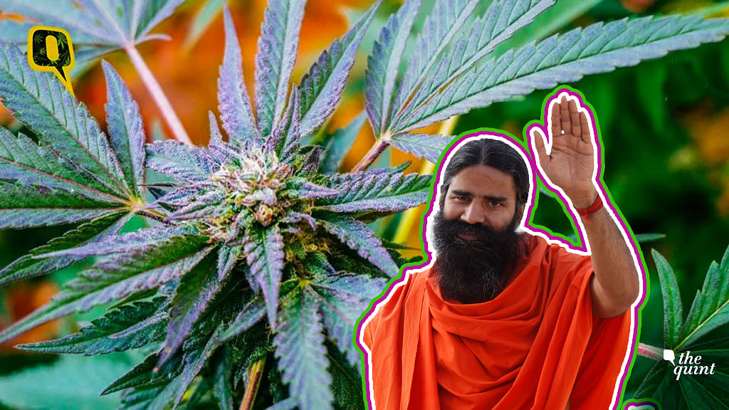 Patanjali CEO wants Marijuana to be legalised in India.&nbsp;