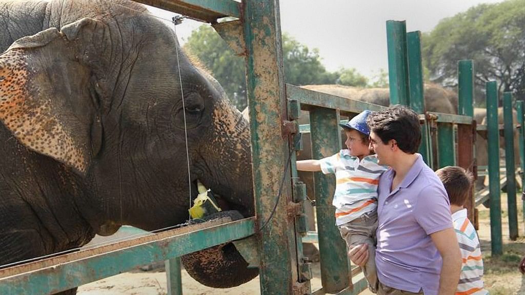 Trudeau and his sons feeding elephants at Wildlife SOS Elephant Conservation and Care Centre in Mathura.