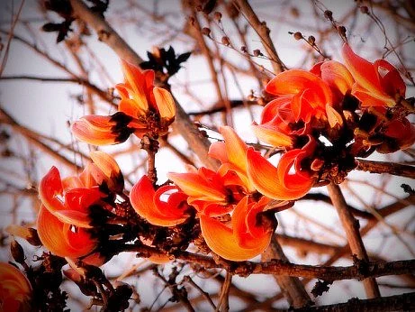 The legend of Dol begins on a day when the landscape of the Vrindavan was a bright scarlet, courtesy the plumes of the palash tree.
