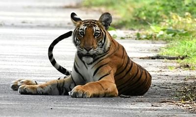 Tiger. (File Photo: IANS)