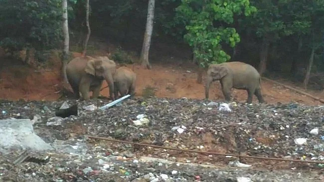 Elephants eating plastic.