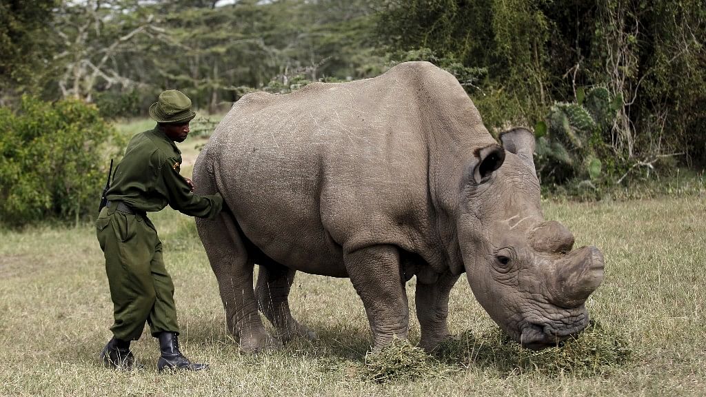 A file photo of a warden massaging the last surviving male northern white rhino ‘Sudan’ as it grazed at the Ol Pejeta Conservancy in Laikipia national park, Kenya on 14 June 2015.