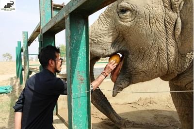 Indian cricketer Yuzvendra Chahal feeds an elephant during his visit to the Elephant Conservation and Care Center in Mathura.