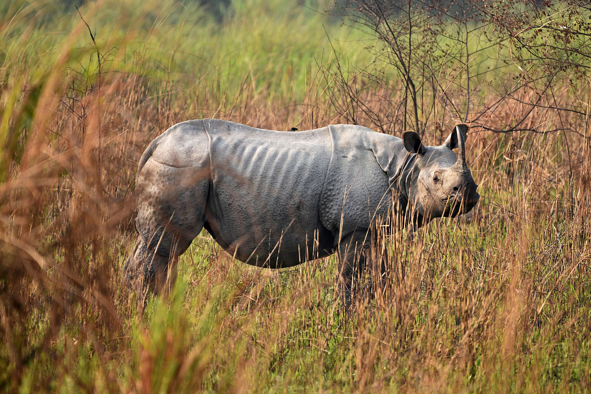 The UNESCO World Heritage site is home to two-third of world’s one-horned rhinos. 
