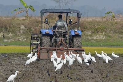A farmer ploughs his field. (File Photo: IANS)