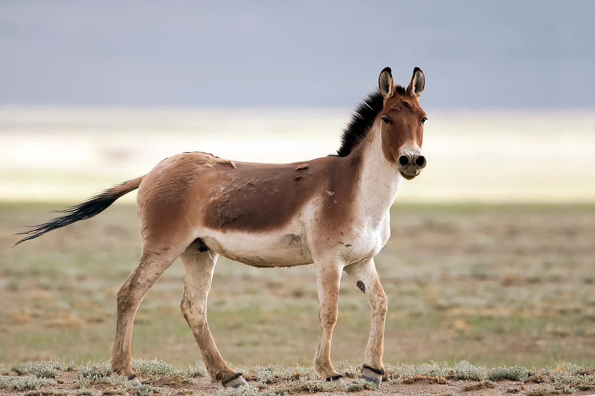 Wild Ass is found only in The Wild Ass Sanctuary of the Little Rann of Kutch in Gujarat. 