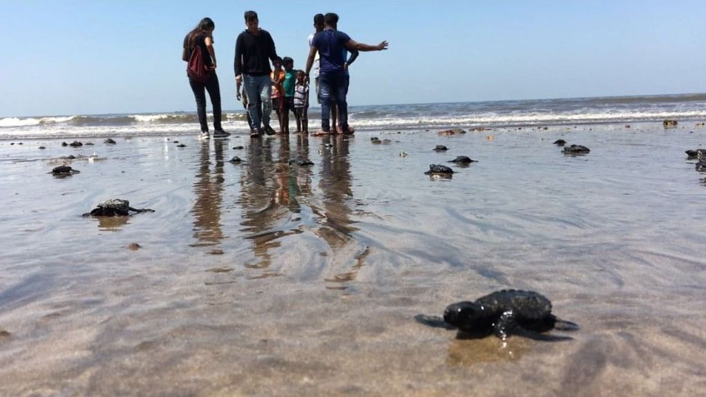 Turtles make their way back on to Versova Beach.&nbsp;