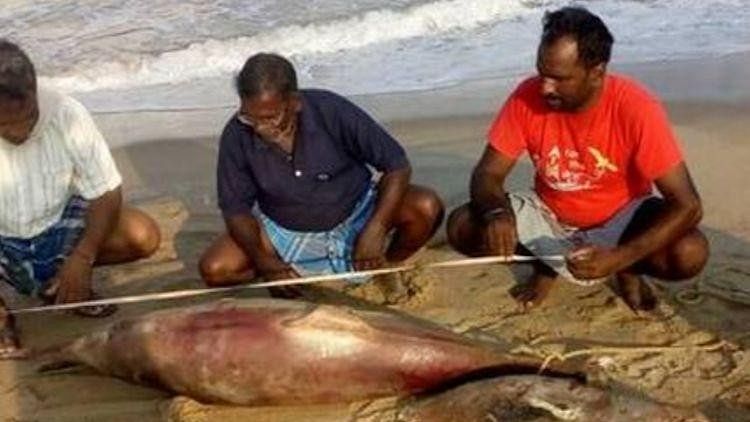 Nearly 14 spinner dolphins have been found dead in Tamil Nadu’s coasts in the last 3 days.&nbsp;