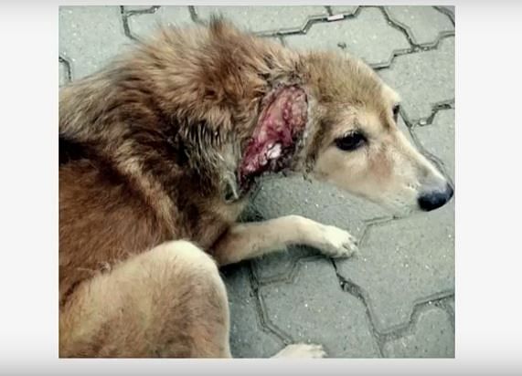 Ever wondered how you can help all those injured and sick stray dogs that you spot on the streets? 