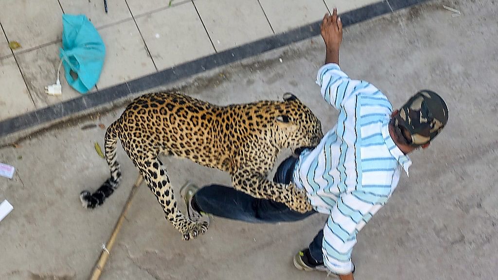 A leopard attacks a man in Indore on Friday. The leopard that strayed into a house in Palhar Nagar area of the city, could be captured only after causing panic among local residents for couple of hours.