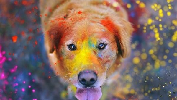 A picture of a stray dog during Holi.