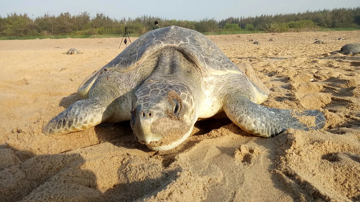 Odisha’s ‘Turtle Man’s’ Efforts Help Rare Olive Ridley Breed