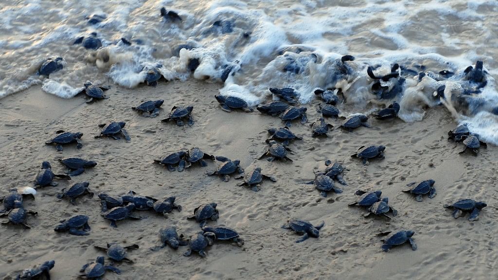 Sea turtle hatchlings make their way to sea at Rushikulya beach beach in Odisha.
