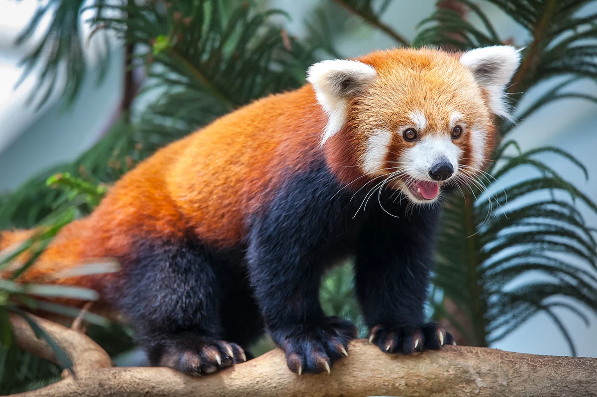Visit the Singalila National Park to get a glimpse of the Red Panda.