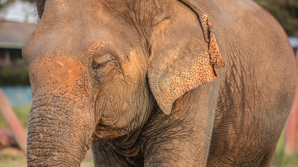 The population of Asian Elephant is declining steadily. 