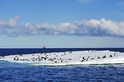 Scientists have discovered a major hotspot hosting more than 1.5 million Adelie penguins near the Antarctic Peninsula.  (Xinhua/Zhang Jiansong) (wf)