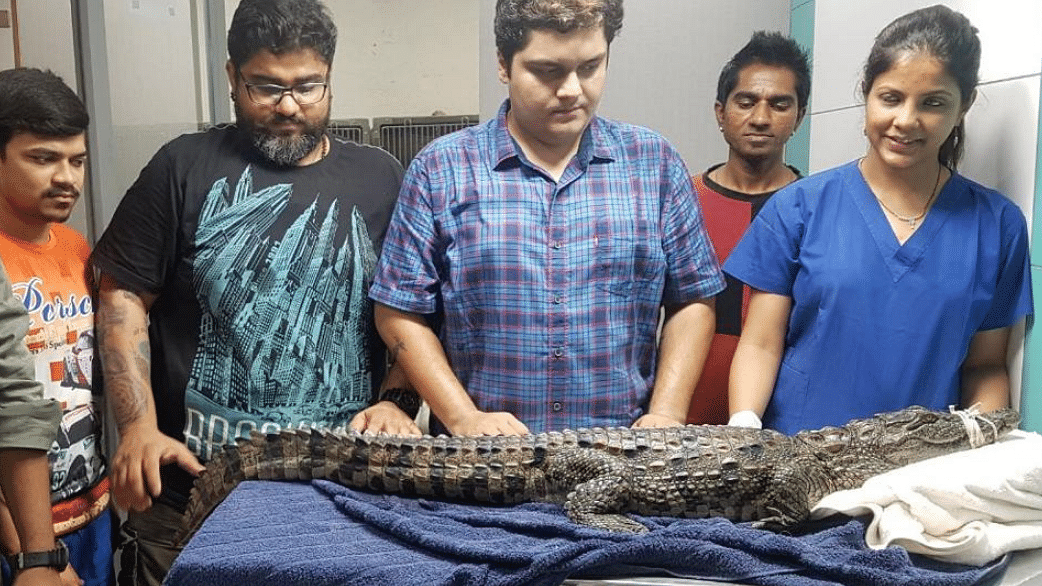 A 4.4-foot-long marsh crocodile was rescued from a drain near a construction site in Mumbai’s eastern suburb of Mulund.