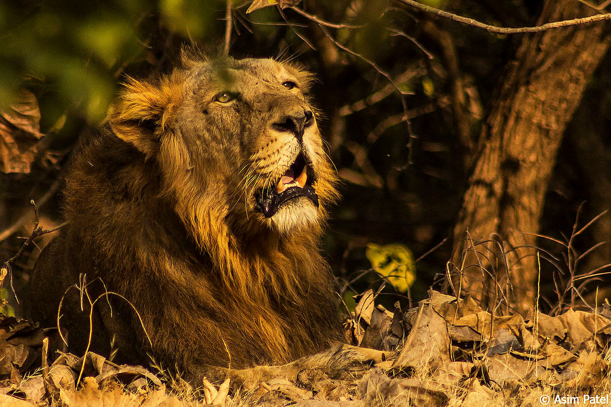 Out of 184 lion deaths in Gujarat, 32 were due to unnatural causes. 54.6% lions live outside protected areas. 