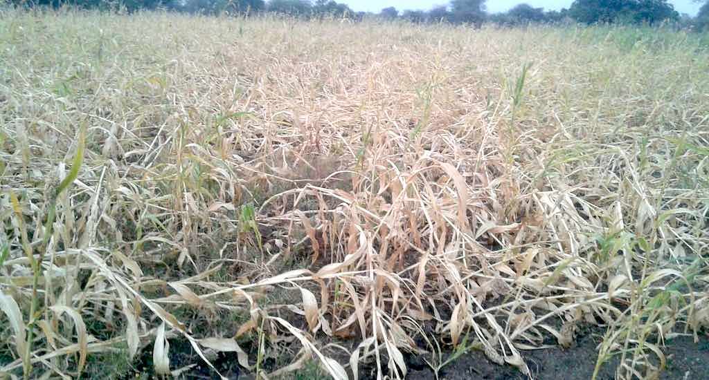 Sudden hailstorms have extensively damaged the winter crop in Marathwada and Vidarbha making farmers distressed. 