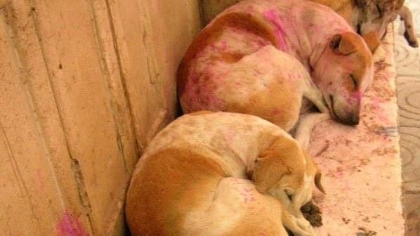 This Holi, let’s keep the colours away from our furry friends and make it safe for them.